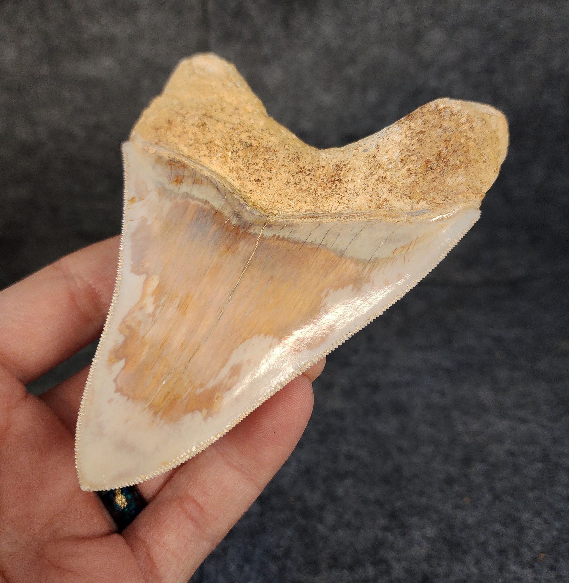 Back right side view of 4.47-inch fossil Megalodon tooth, emphasizing natural serrations and blade shape.