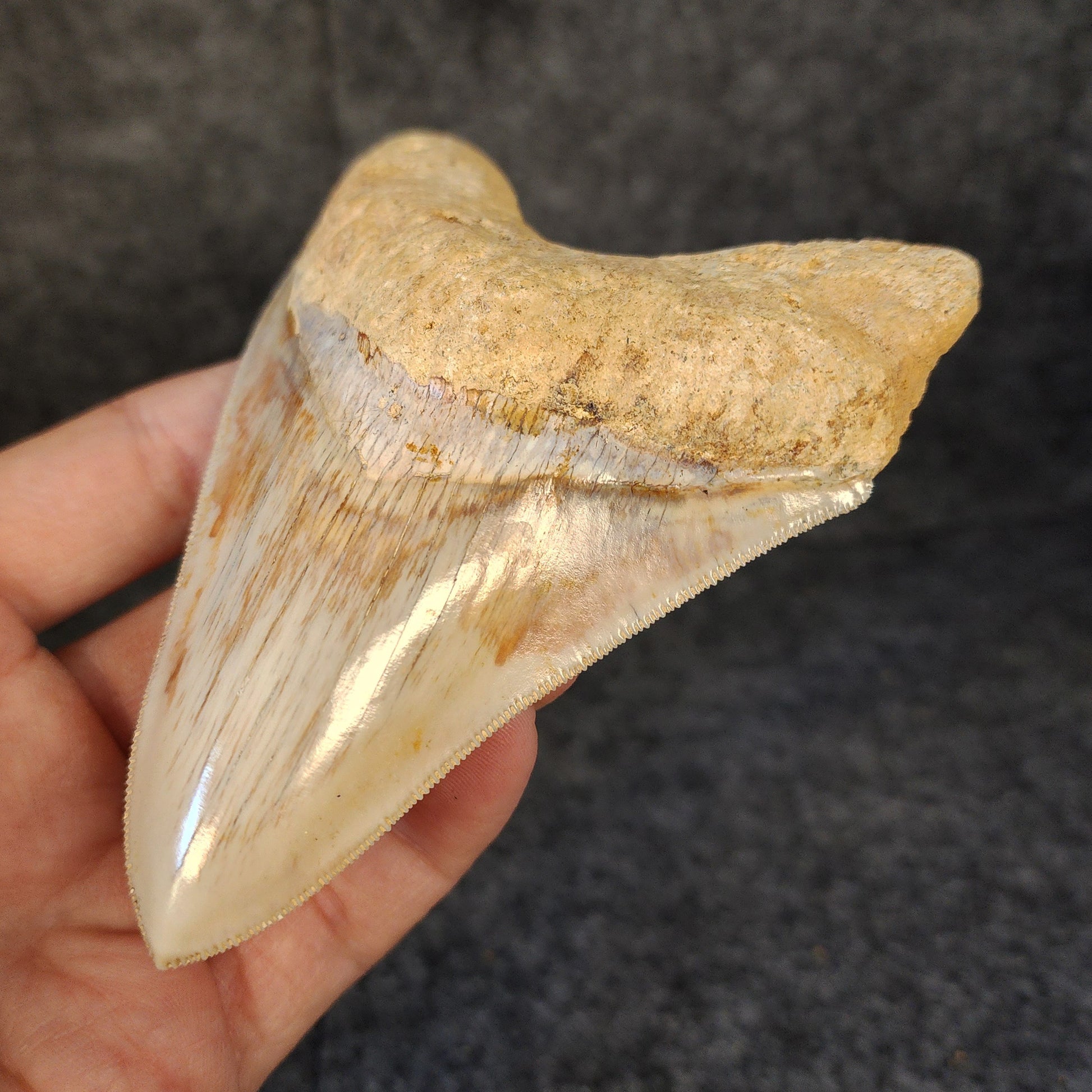 Right side view of 4.47-inch fossil Megalodon tooth, emphasizing natural serrations and blade shape.