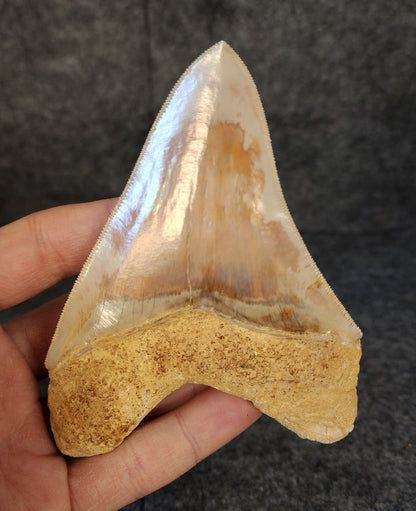 Close-up showcasing the serrated edges of 4.47-inch Megalodon tooth, emphasizing natural preservation.