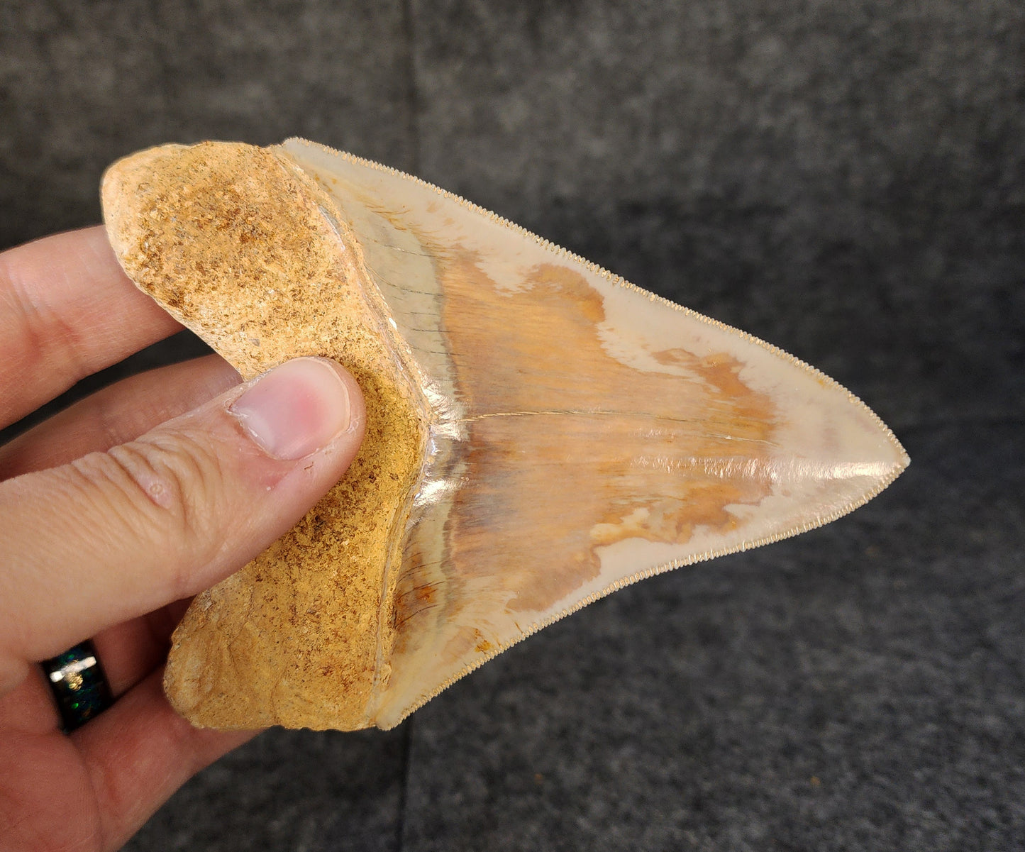 Close-up of the tip of 4.47-inch Megalodon tooth from Indonesia, highlighting sharpness and enamel detail.