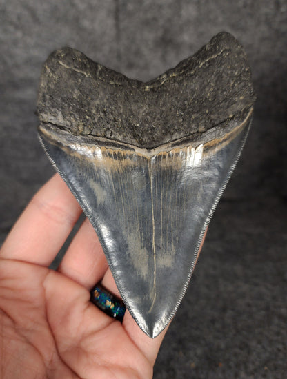 Back view of 4.56-inch Megalodon tooth fossil, highlighting the root structure and enamel preservation.