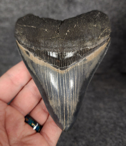 Front view of 4.56-inch authentic Megalodon tooth fossil from May River, South Carolina, showcasing natural enamel and robust root.