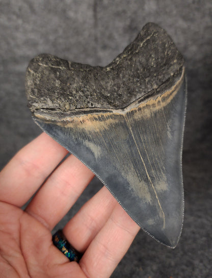 Back left side profile of 4.56-inch Megalodon tooth from May River, displaying curvature and serrations.