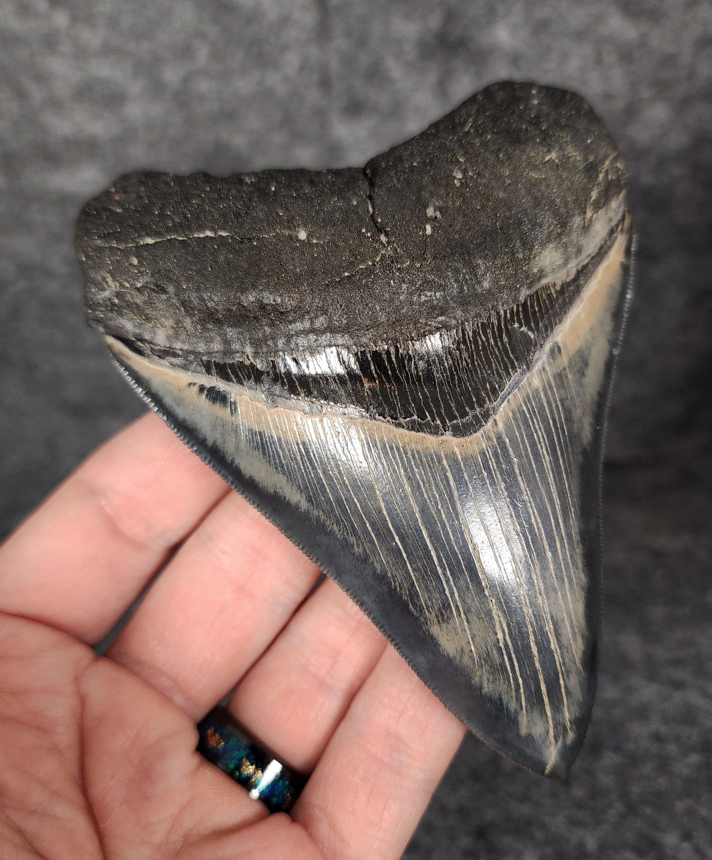 Left side profile of 4.56-inch Megalodon tooth from May River, displaying curvature and serrations.