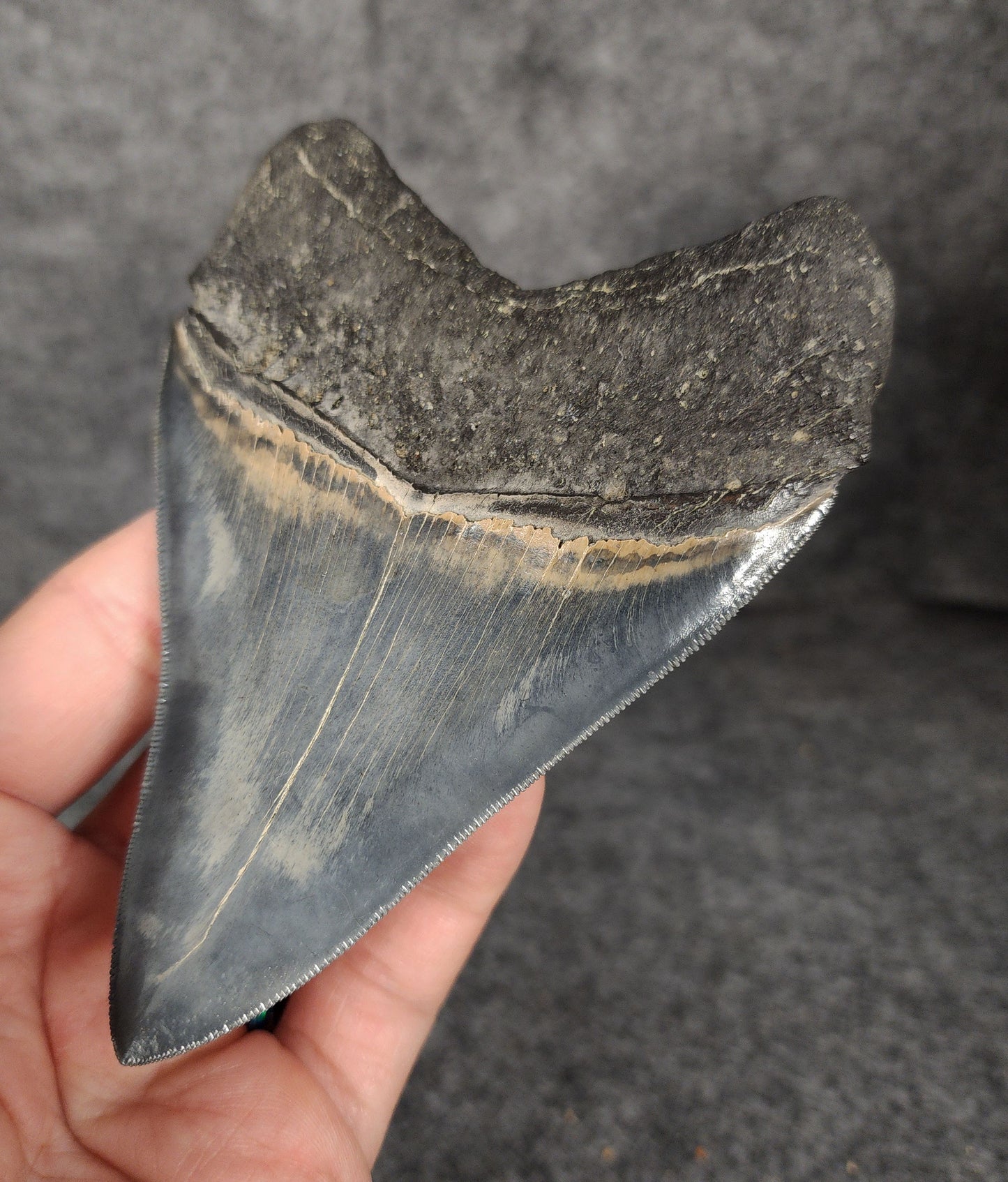 Back right side view of 4.56-inch fossil Megalodon tooth, emphasizing natural serrations and blade shape.