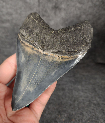 Back right side view of 4.56-inch fossil Megalodon tooth, emphasizing natural serrations and blade shape.