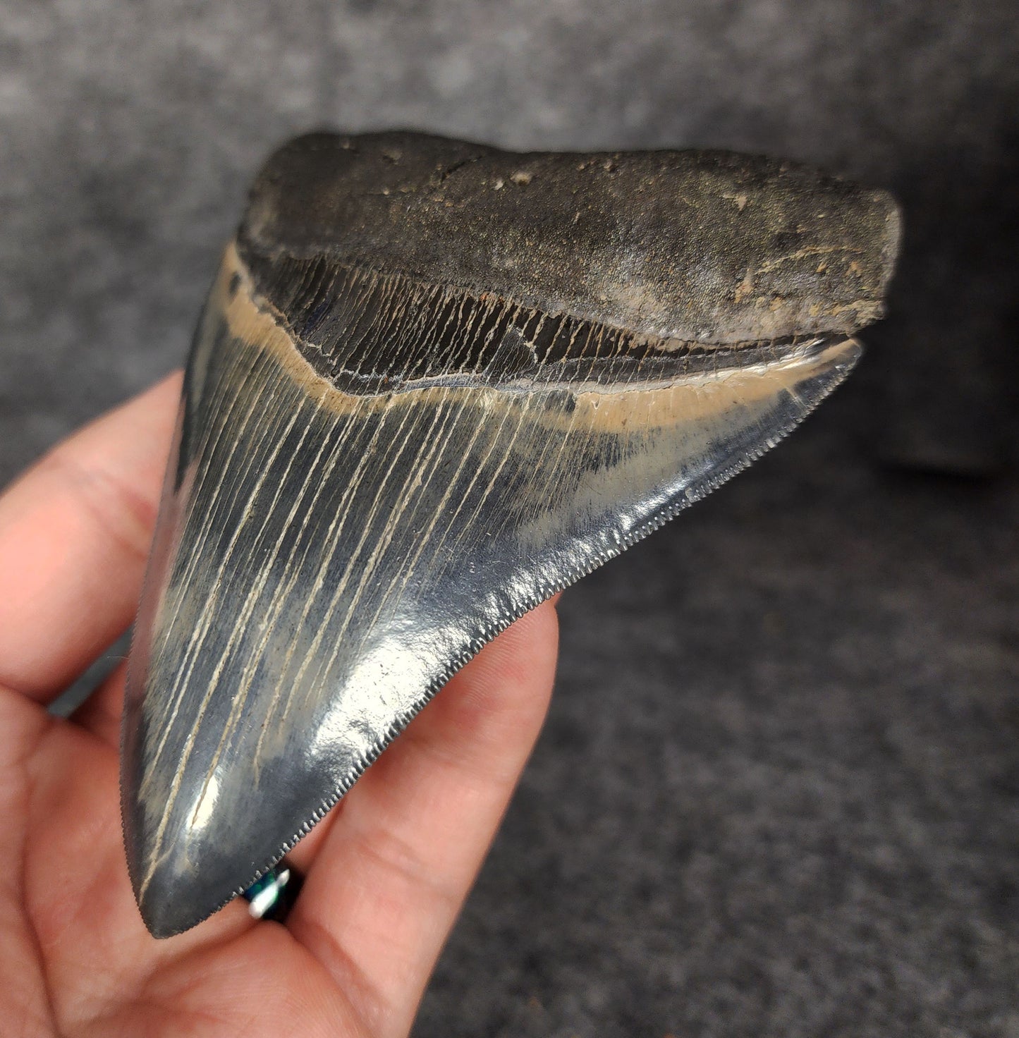 Right side view of 4.56-inch fossil Megalodon tooth, emphasizing natural serrations and blade shape.