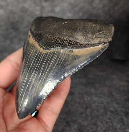 Right side view of 4.56-inch fossil Megalodon tooth, emphasizing natural serrations and blade shape.