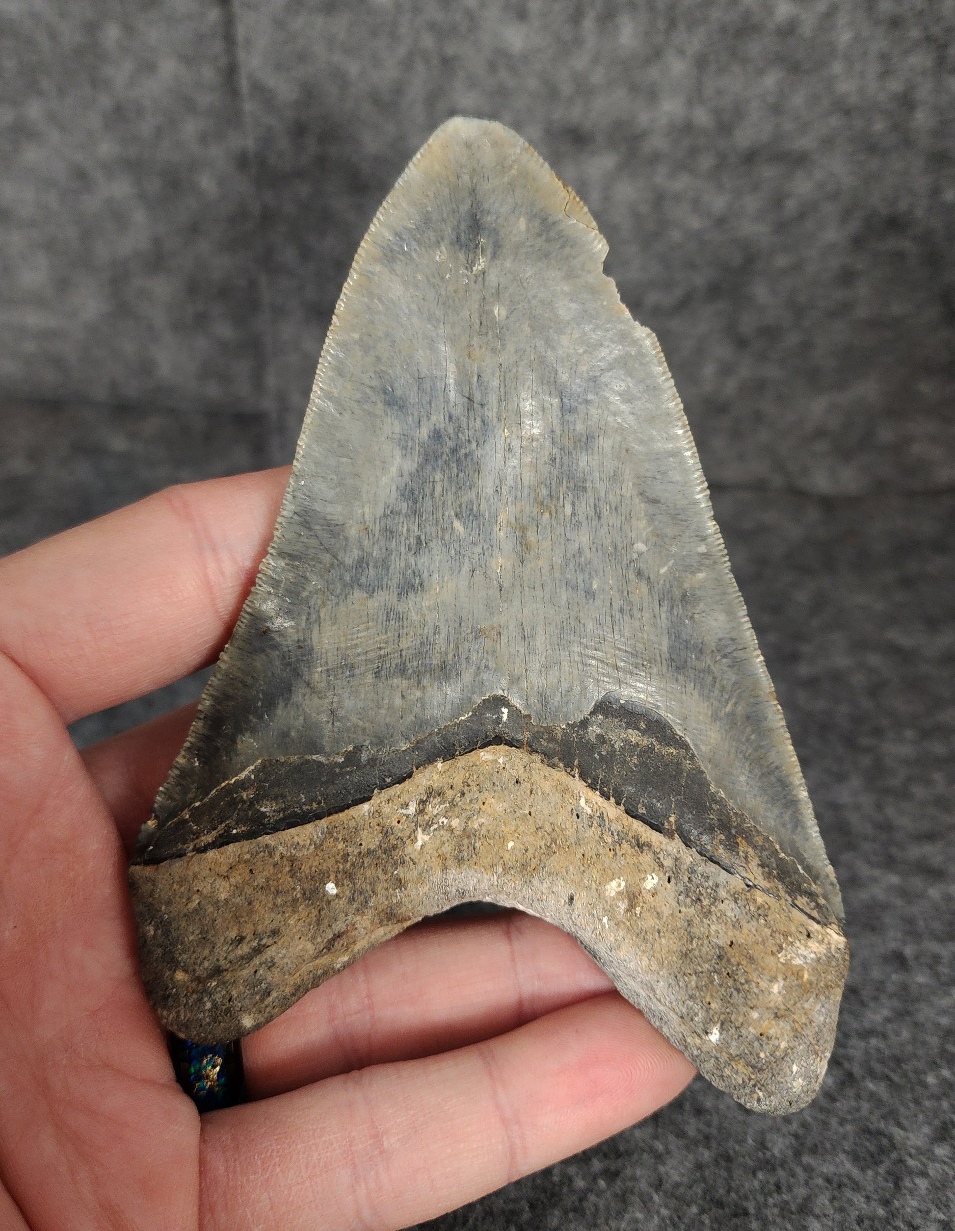 Back view of 4.61-inch Megalodon tooth fossil, highlighting natural coloration and serrations