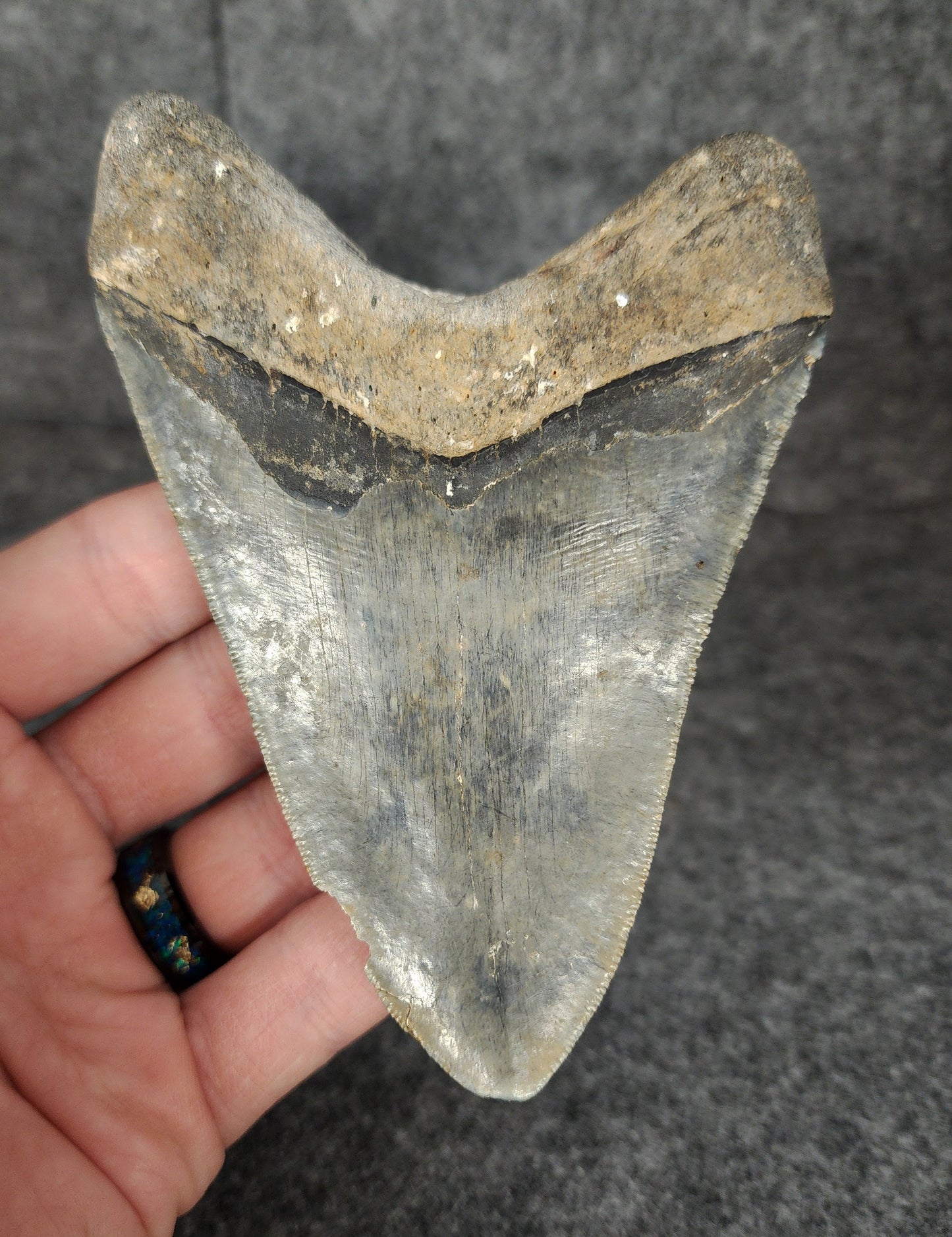 Back view of 4.61-inch Megalodon tooth fossil, highlighting natural coloration and root preservation.