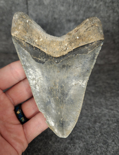 Back view of 4.61-inch Megalodon tooth fossil, highlighting natural coloration and root preservation.