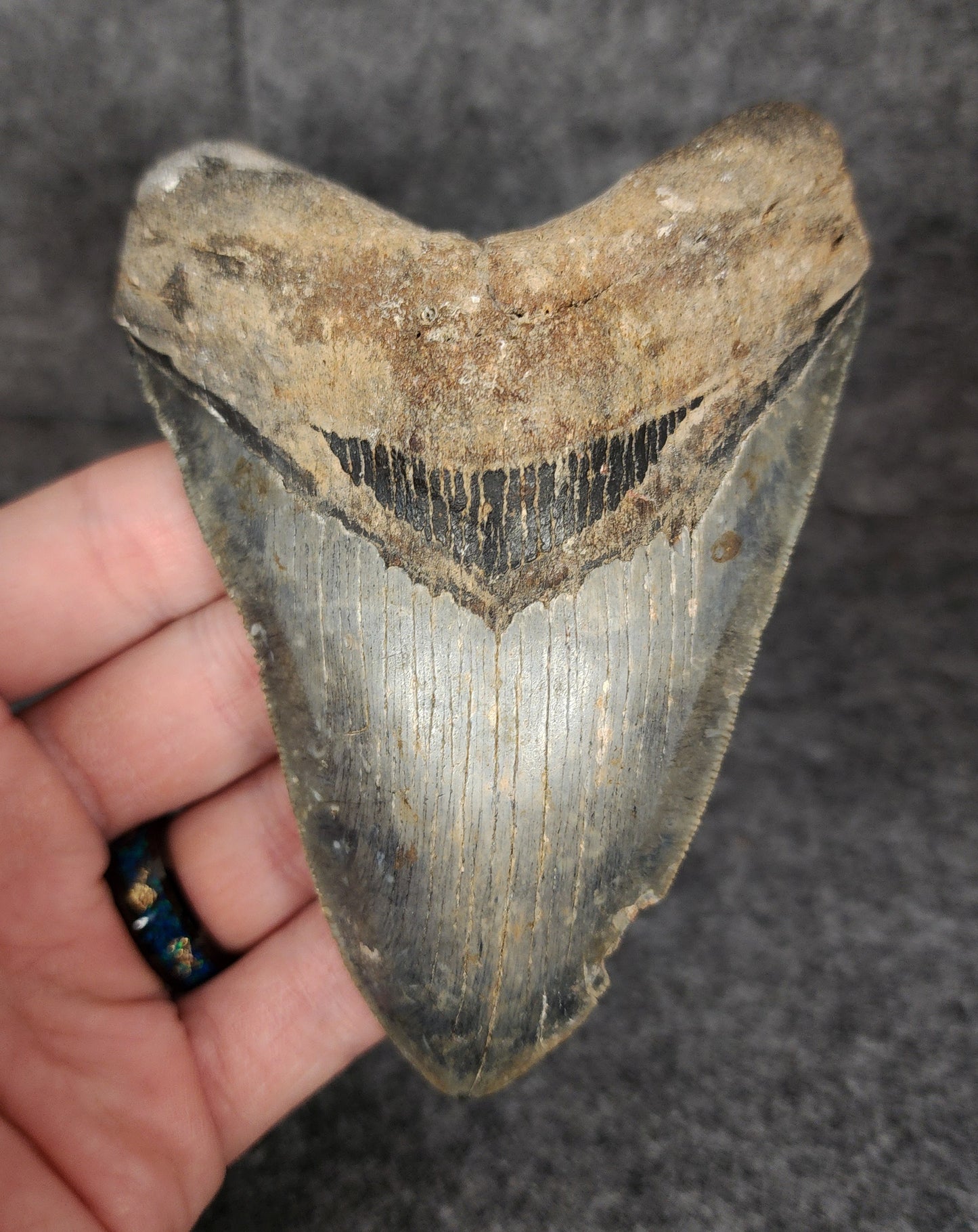 Front view of 4.61-inch serrated Megalodon tooth fossil from Venice, Florida, showcasing sharp enamel and robust root structure.