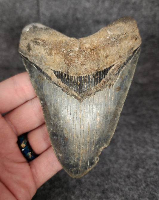 Front view of 4.61-inch serrated Megalodon tooth fossil from Venice, Florida, showcasing sharp enamel and robust root structure.