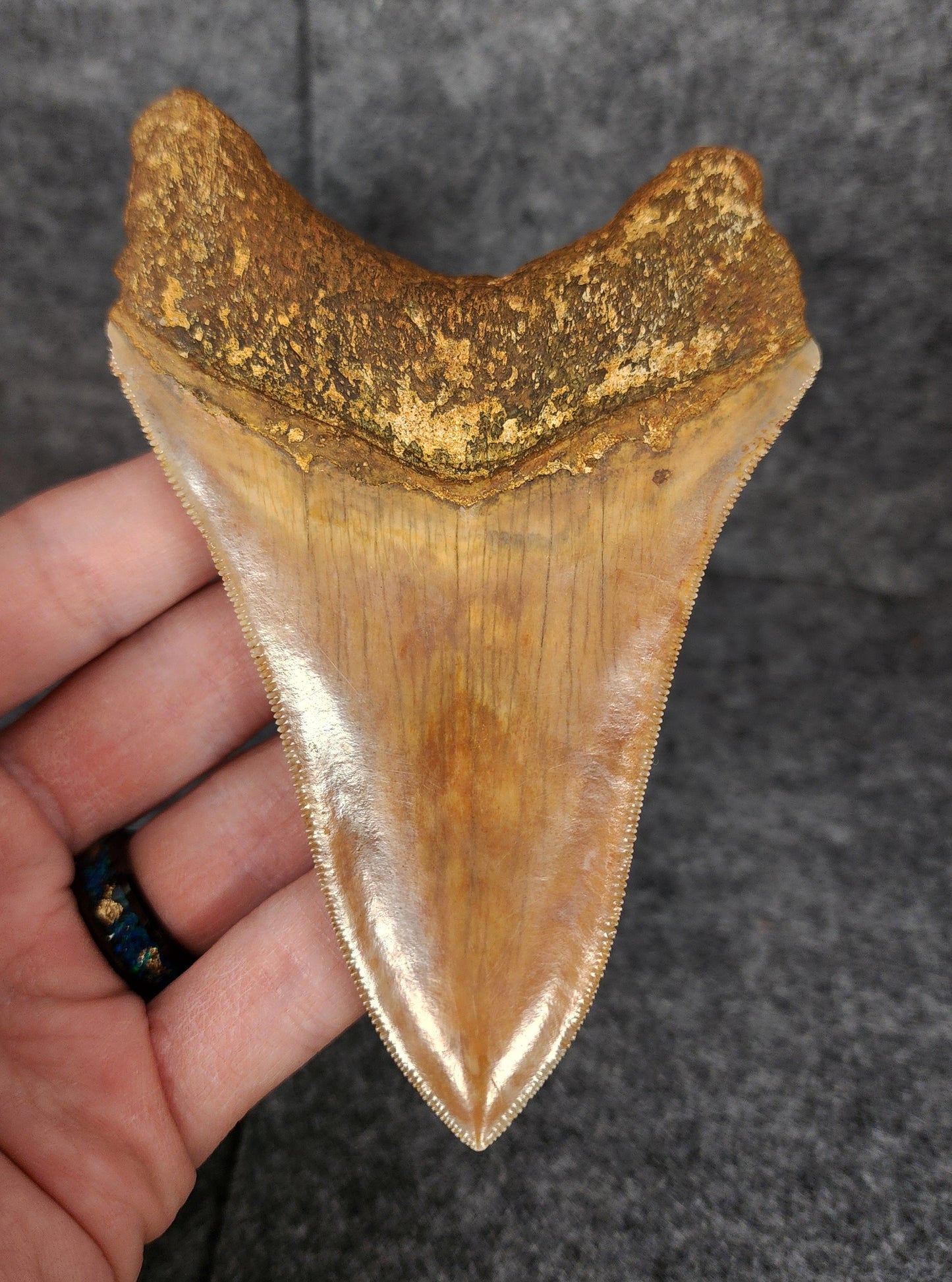 Back view highlighting the robust root structure of 4.77-inch Megalodon tooth fossil from Indonesia.