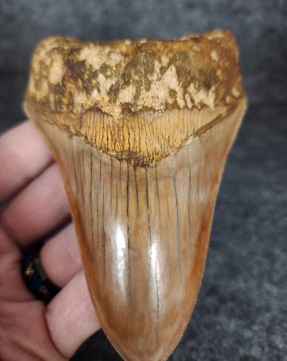 4.77-inch Megalodon tooth showing off its bourlette.