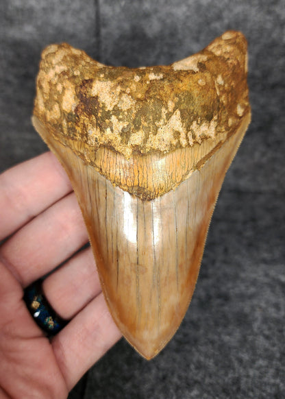 Front view of 4.77-inch collector-quality Megalodon tooth fossil from Indonesia, showcasing glossy enamel and sharp serrations.