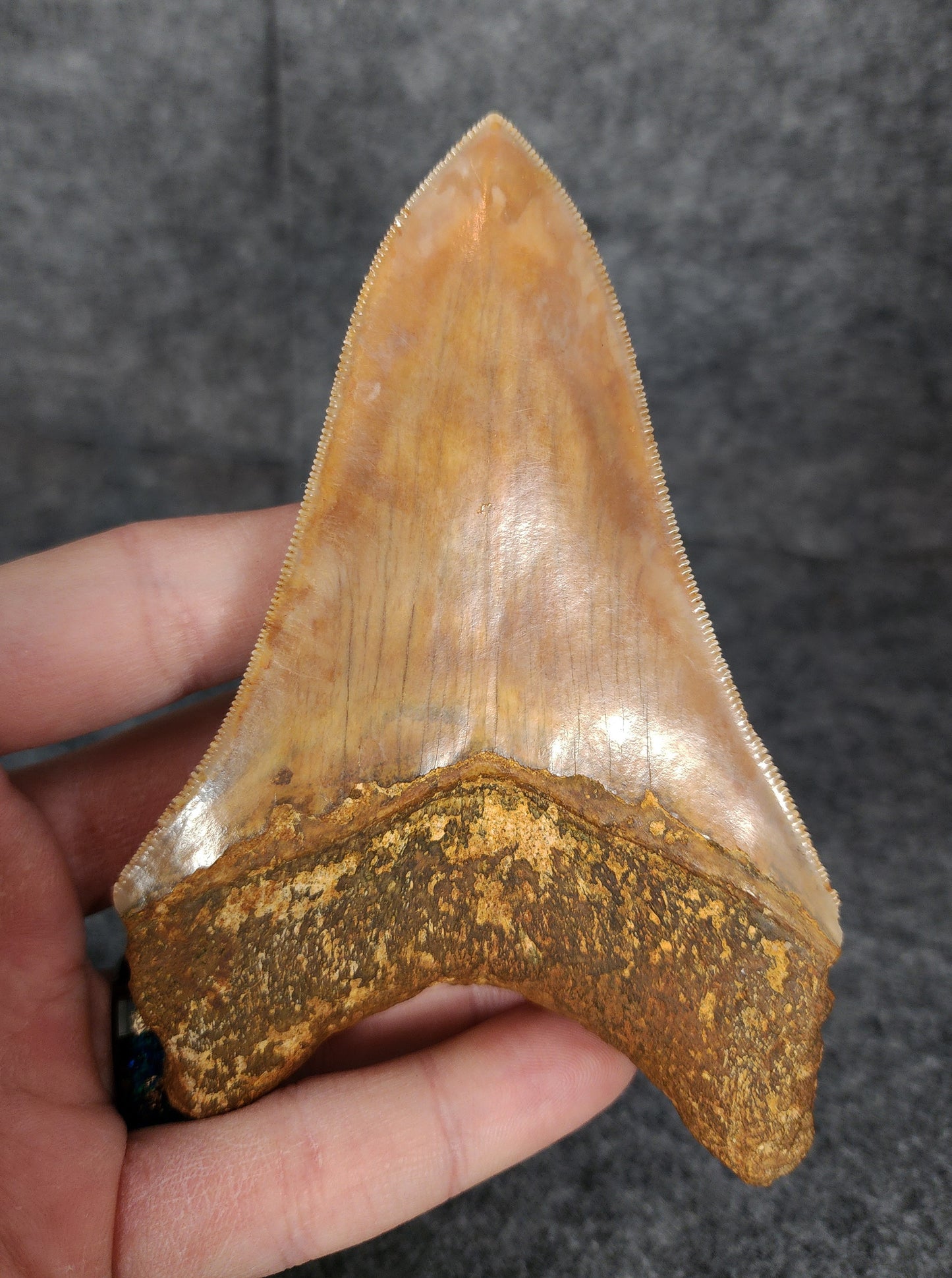 Back side profile of 4.77-inch Megalodon tooth from Indonesia, displaying curvature and serration preservation.