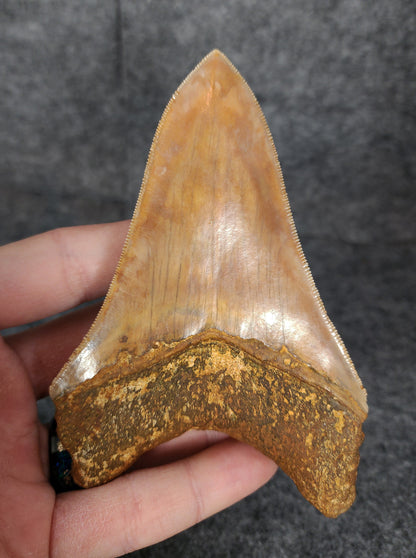 Back side profile of 4.77-inch Megalodon tooth from Indonesia, displaying curvature and serration preservation.
