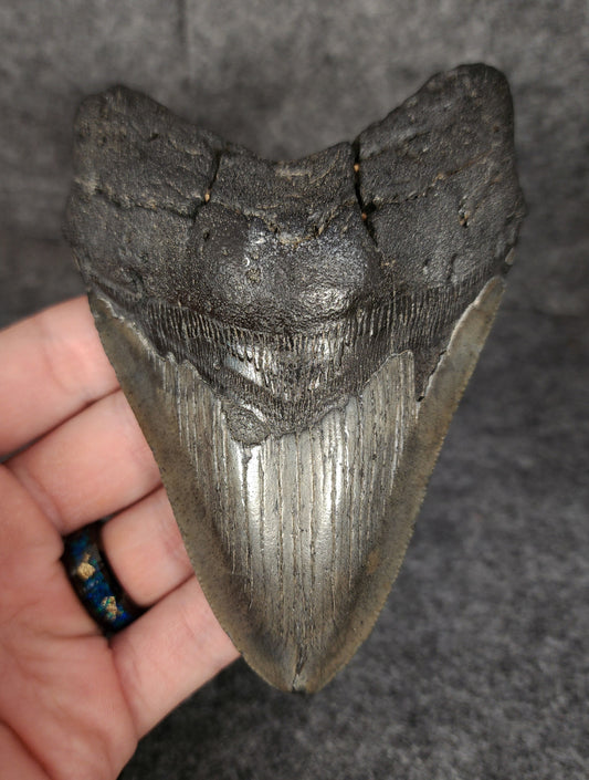 Front view of 4.78-inch authentic Megalodon tooth fossil from Beaufort, South Carolina, showcasing natural enamel and robust root.