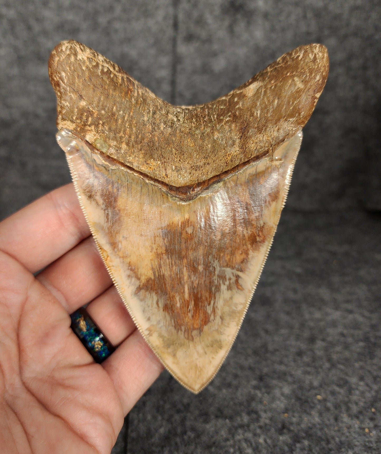 Back view of 4.83-inch Megalodon tooth fossil, highlighting the root structure and enamel preservation.