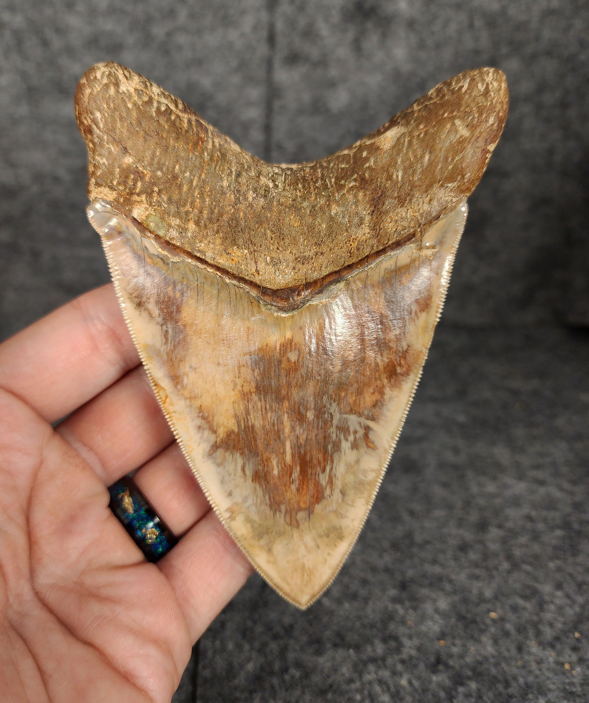 Back view of 4.83-inch Megalodon tooth fossil, highlighting the root structure and enamel preservation.