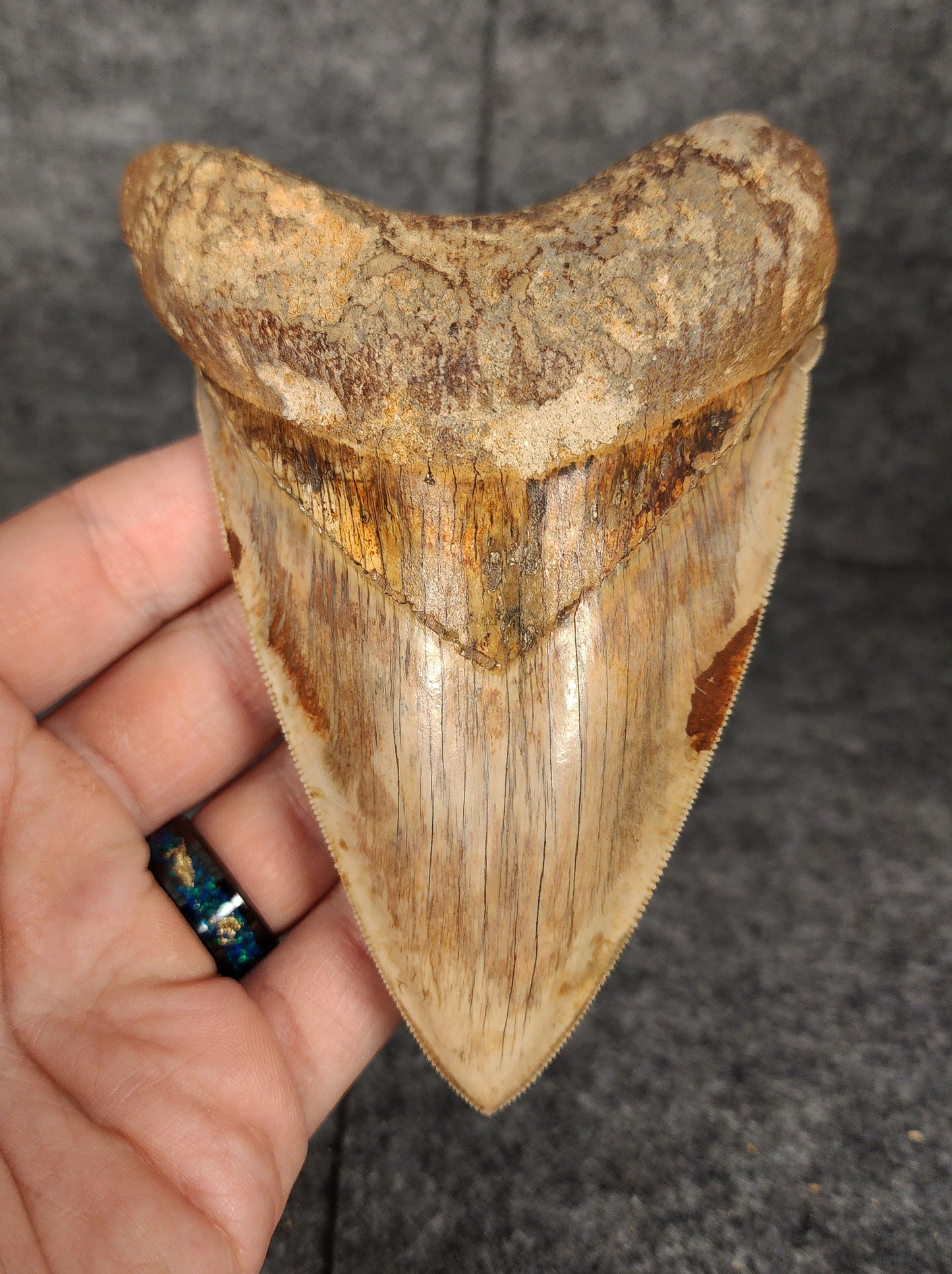 Front view of 4.83-inch authentic Megalodon tooth fossil from Java, Indonesia, showcasing natural enamel and robust root.