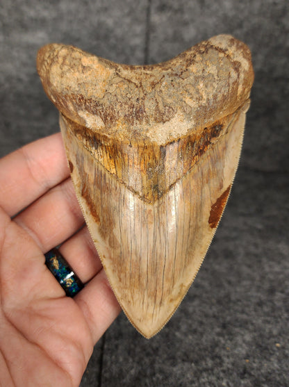 Front view of 4.83-inch authentic Megalodon tooth fossil from Java, Indonesia, showcasing natural enamel and robust root.