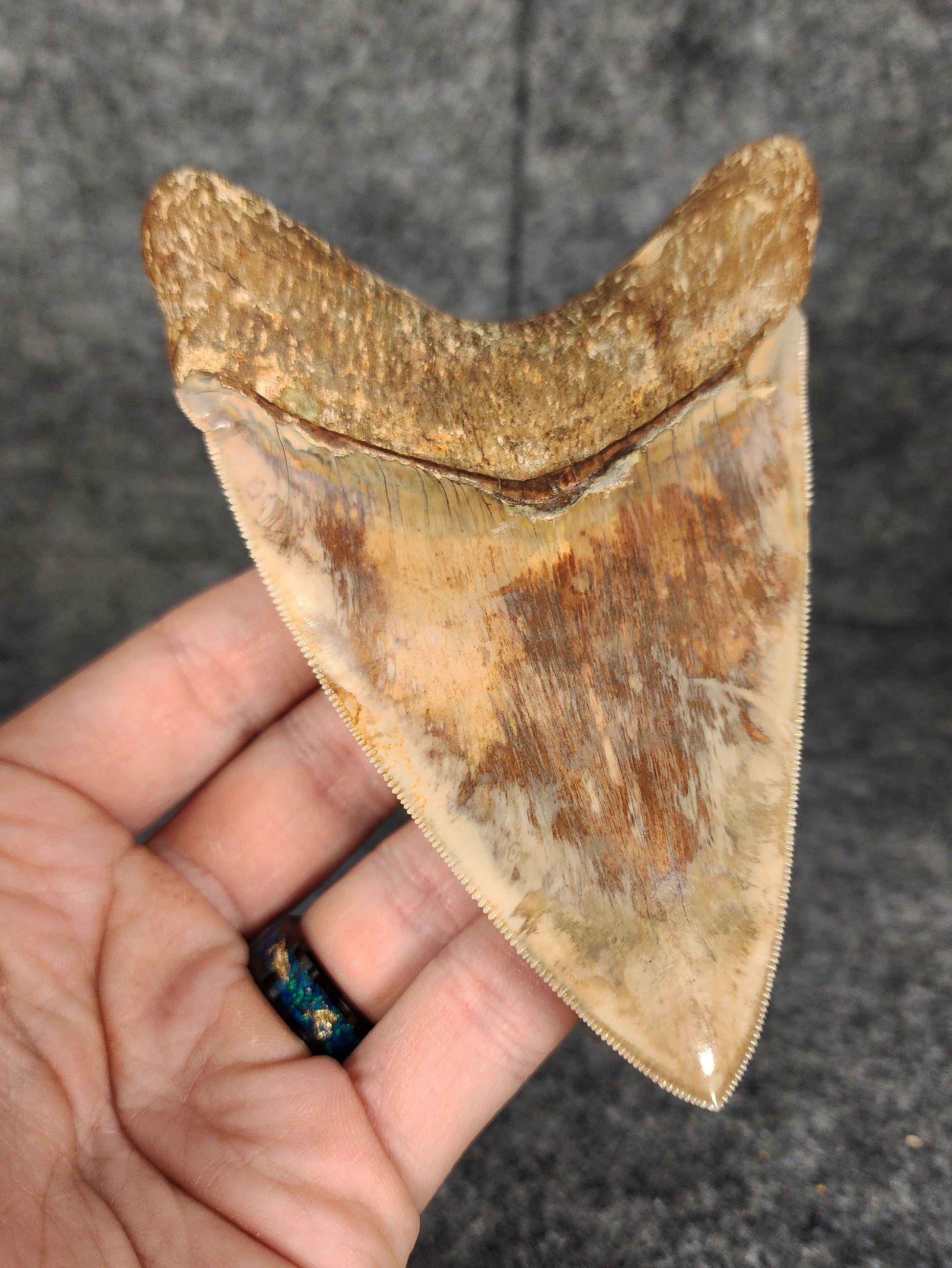 Back left side profile of 4.83-inch Megalodon tooth from Java, Indonesia, displaying curvature and serrations.