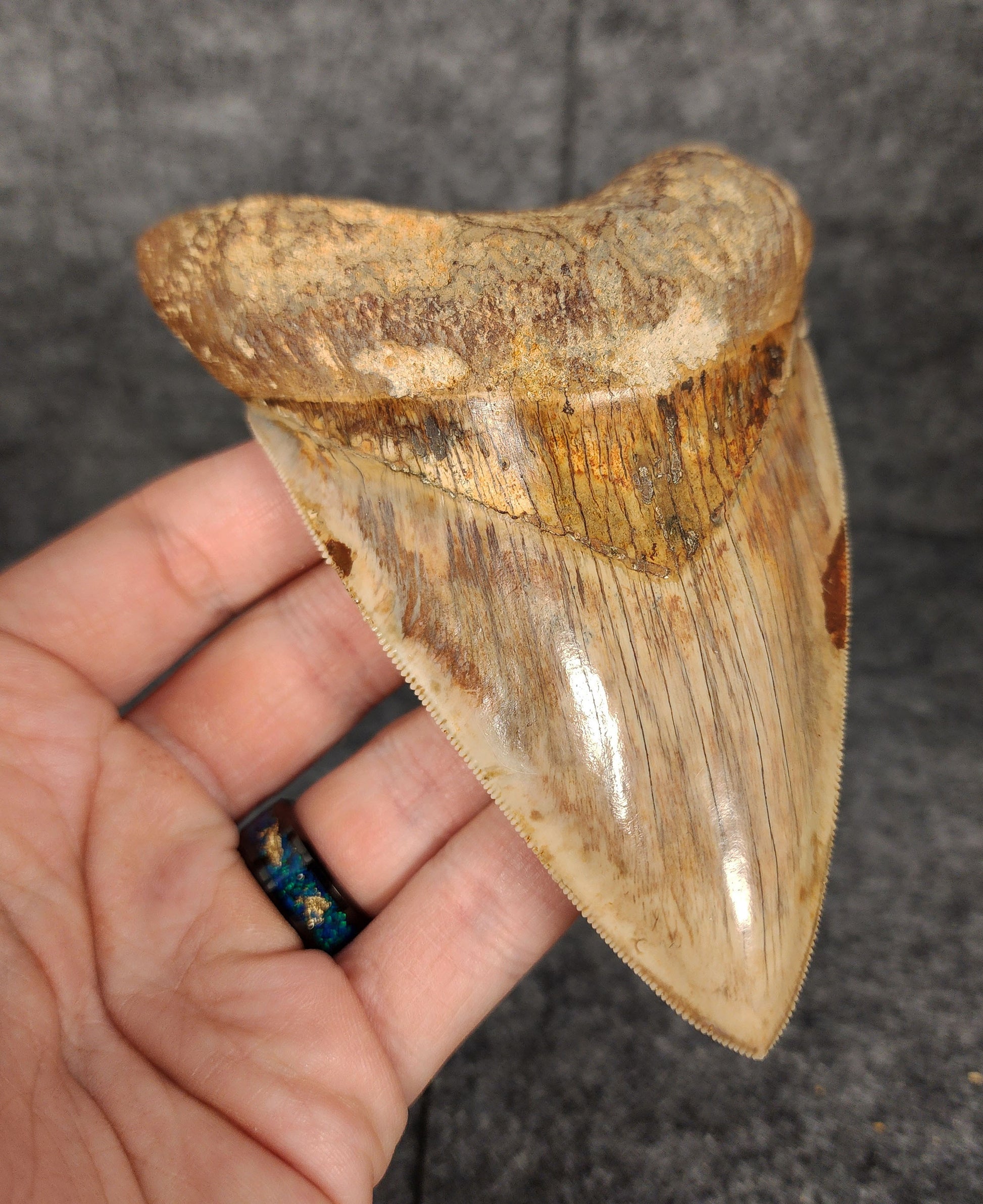 Left side profile of 4.83-inch Megalodon tooth from Java, Indonesia, displaying curvature and serrations.