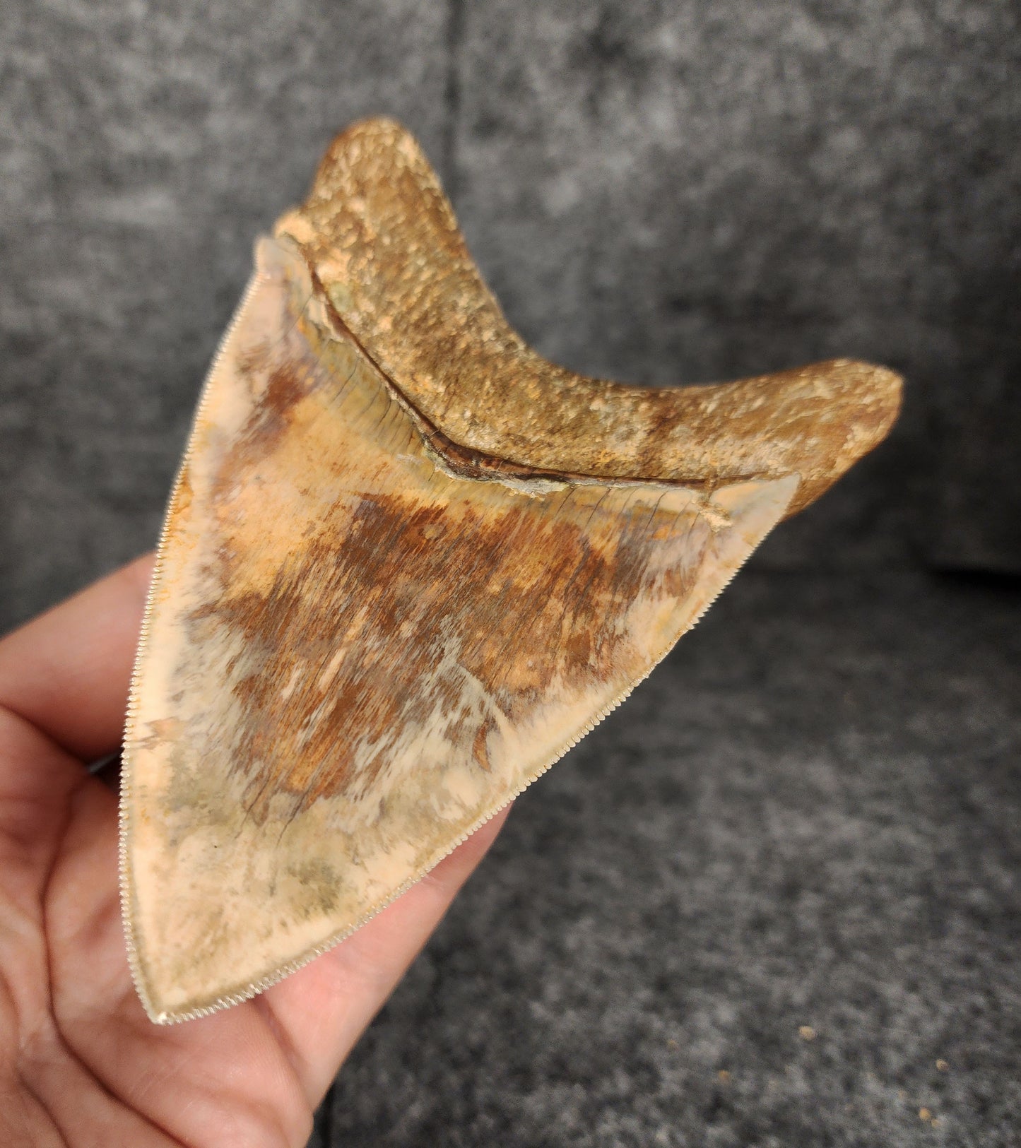 Back right side view of 4.83-inch fossil Megalodon tooth, emphasizing natural serrations and blade shape.