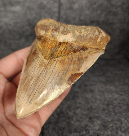Right side view of 4.83-inch fossil Megalodon tooth, emphasizing natural serrations and blade shape.