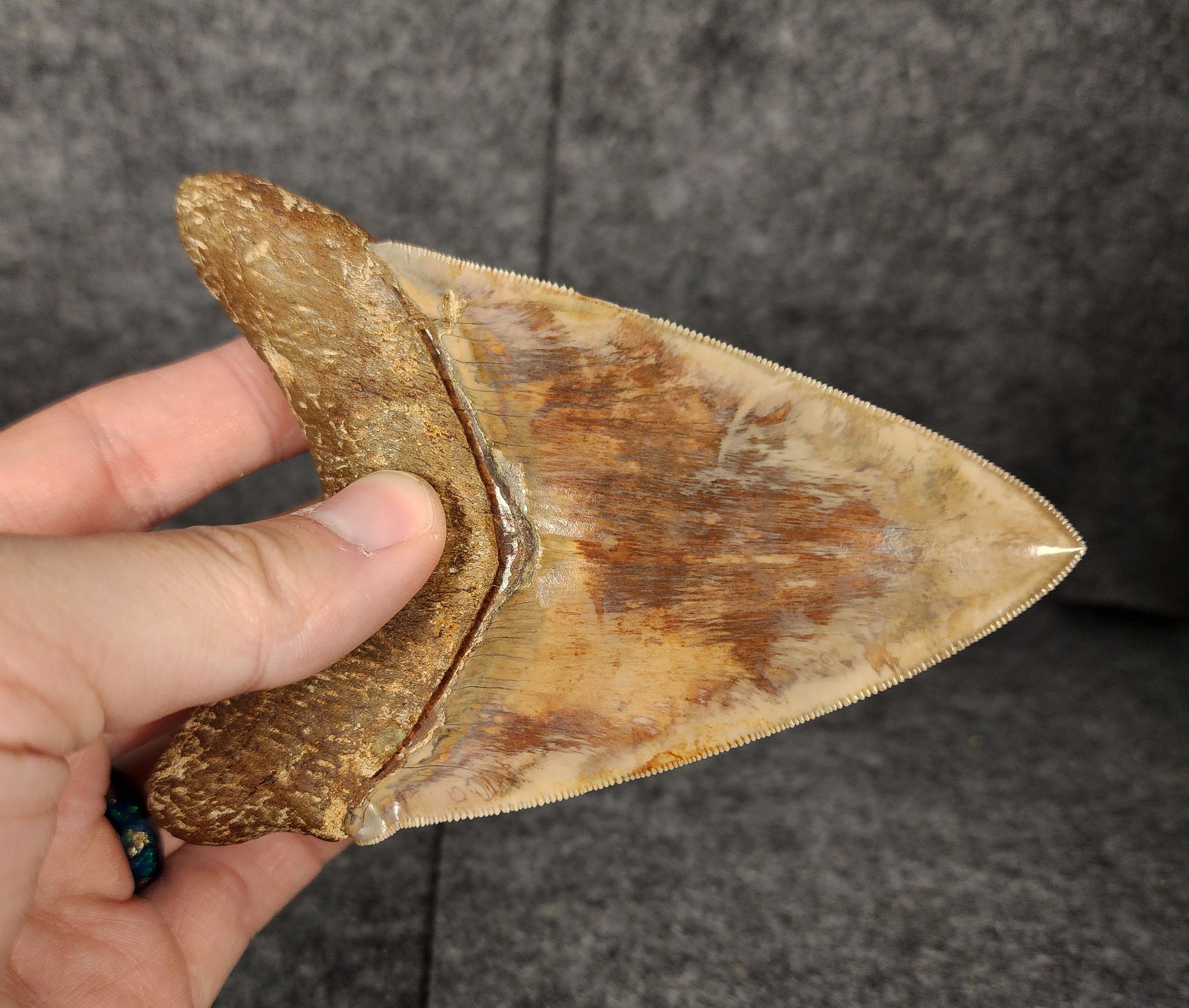 Close-up showcasing the serrated edges of 4.83-inch Megalodon tooth, emphasizing natural preservation.