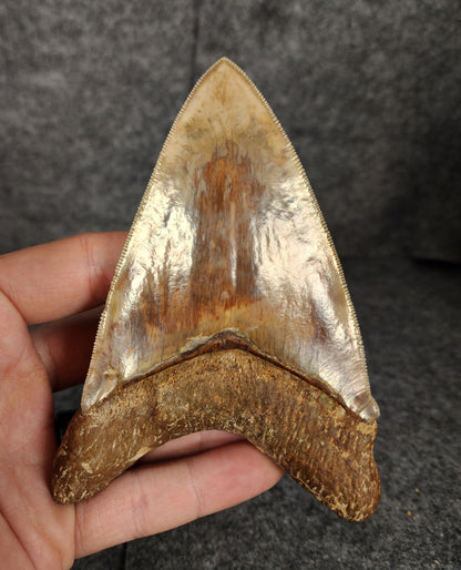 Close-up of the tip of 4.83-inch Megalodon tooth from Java, Indonesia, highlighting sharpness and enamel detail.
