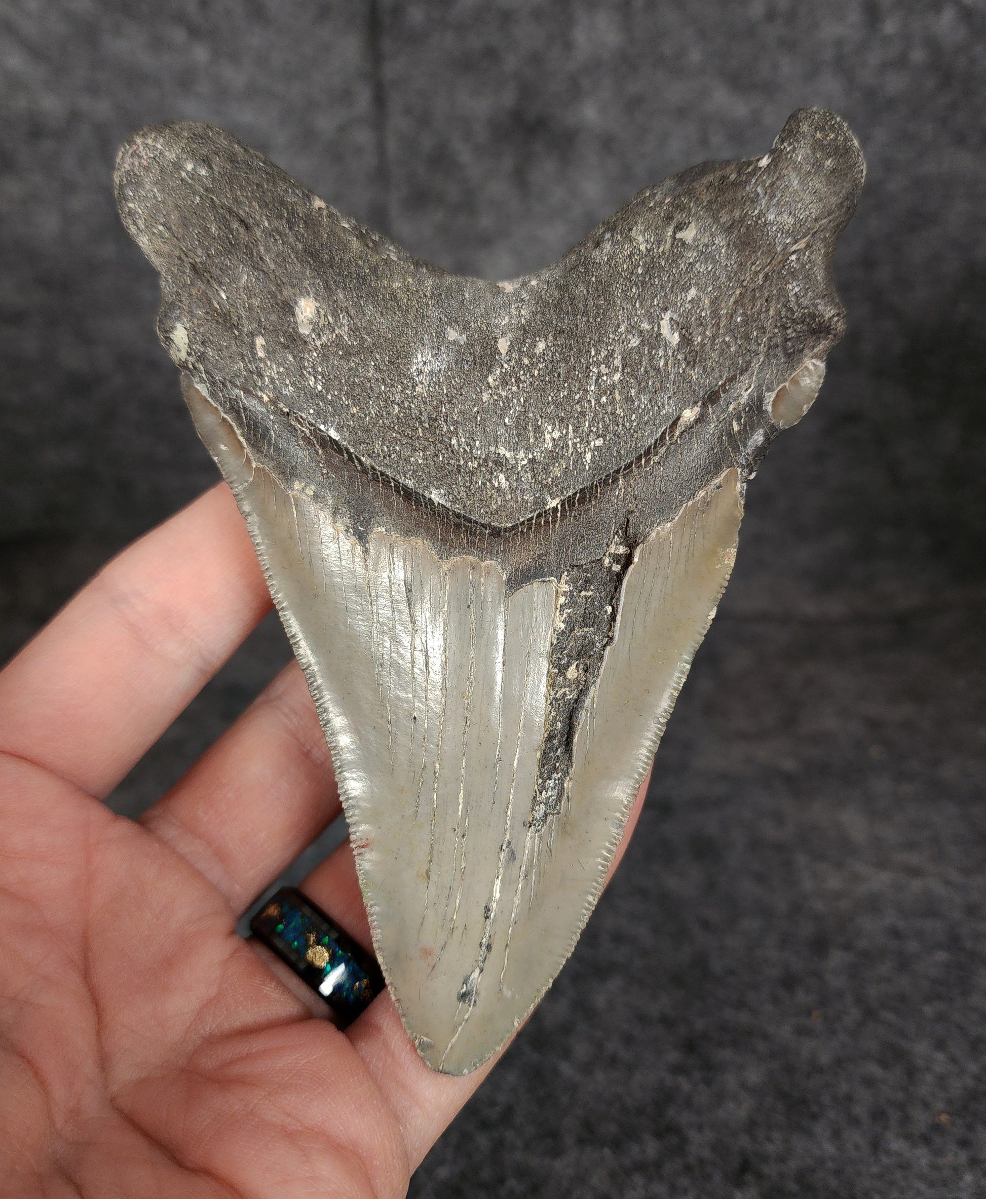 Back view of 4.91-inch Megalodon tooth fossil, highlighting the root structure and enamel preservation.