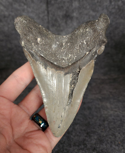Back view of 4.91-inch Megalodon tooth fossil, highlighting the root structure and enamel preservation.