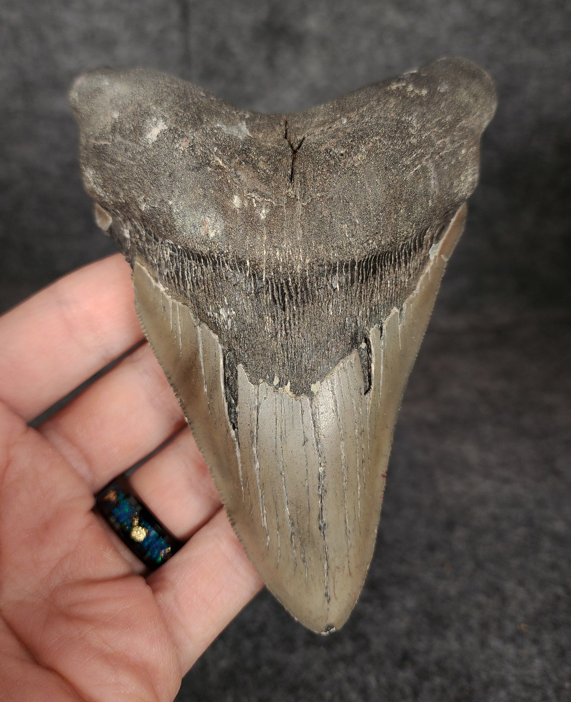 Front view of 4.91-inch authentic Megalodon tooth fossil from Meg Ledge, Wilmington, North Carolina, showcasing natural enamel and robust root.