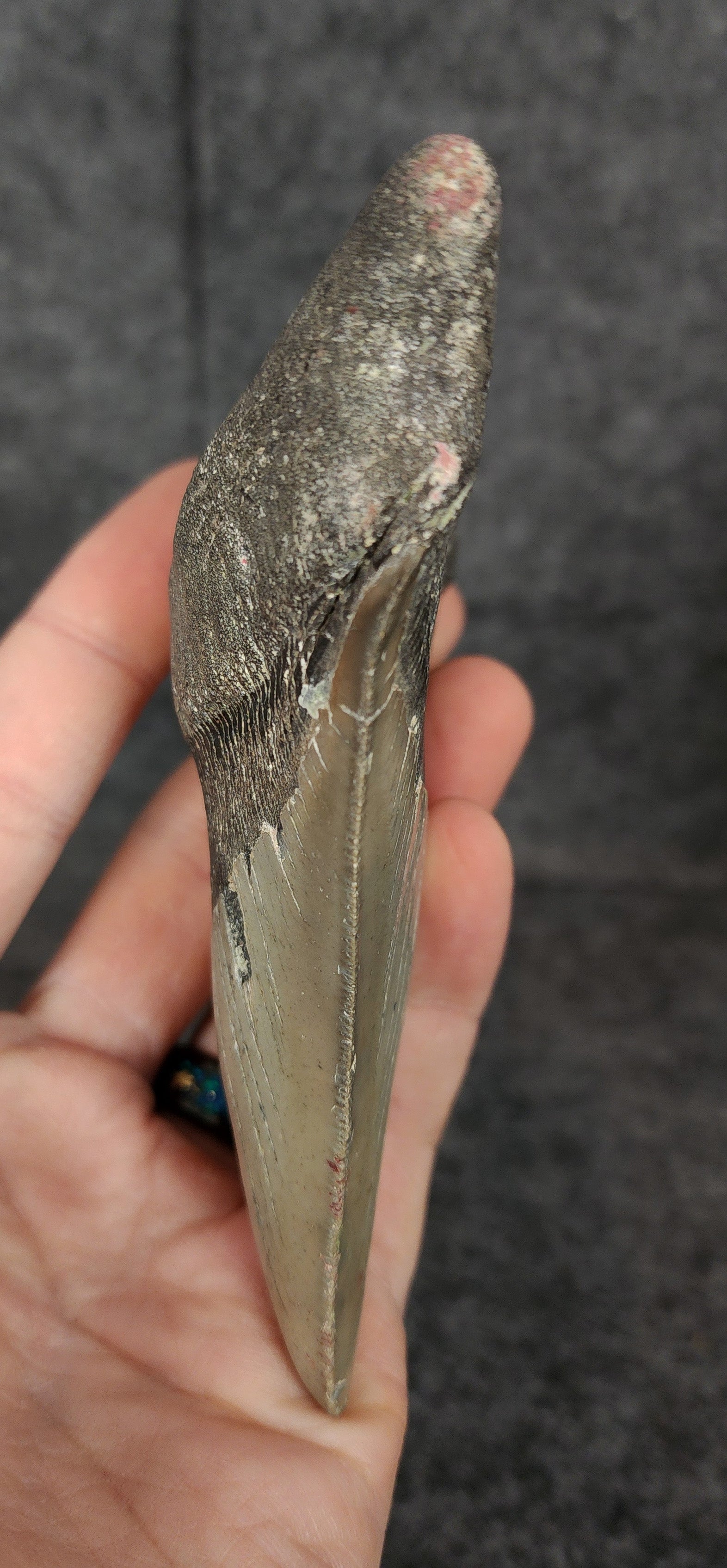 Side profile of 4.91-inch Megalodon tooth from Meg Ledge, displaying curvature and serrated edges.