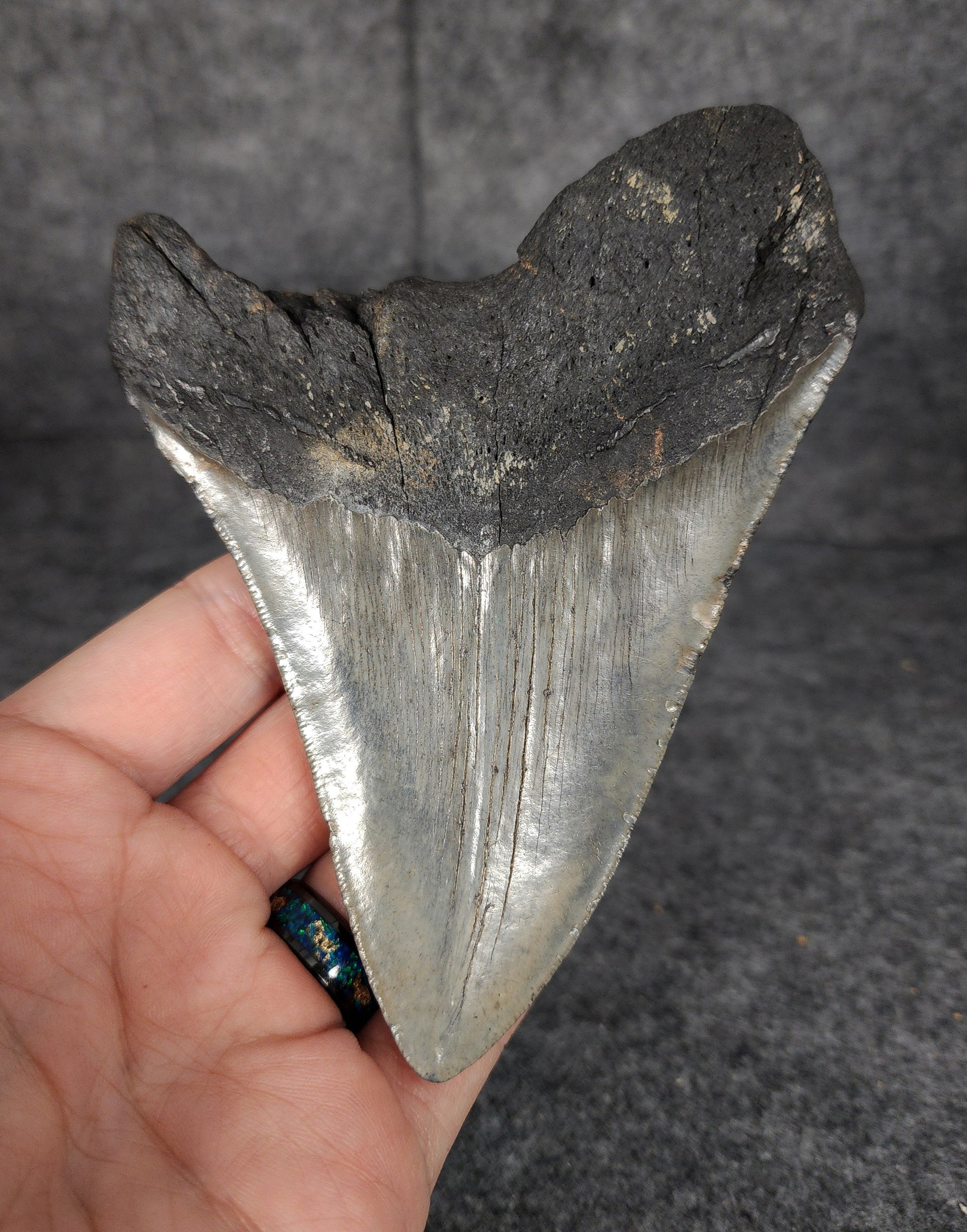 Back view of 4.91-inch Megalodon tooth fossil, highlighting the root structure and enamel preservation.