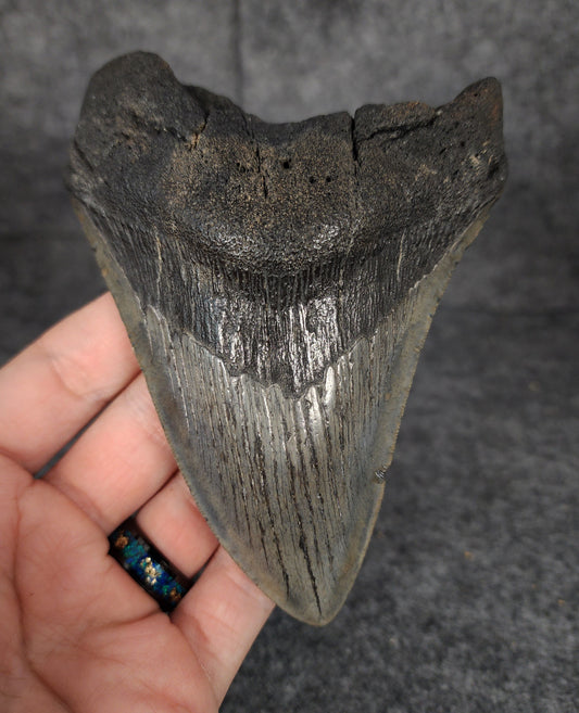 Front view of 4.91-inch authentic Megalodon tooth fossil from Beaufort, South Carolina, showcasing natural enamel and robust root.
