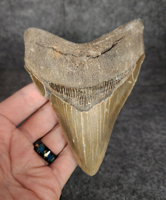 Front view of 4.96-inch authentic Megalodon tooth fossil from Meg Ledge, Wilmington, North Carolina, showcasing natural enamel and robust root.