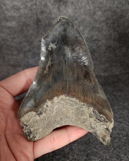 Top back view highlighting the distinctive root formation of 4.97-inch Megalodon tooth fossil from Indonesia.