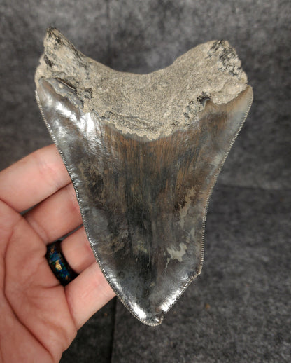 Back view highlighting the distinctive root formation of 4.97-inch Megalodon tooth fossil from Indonesia.