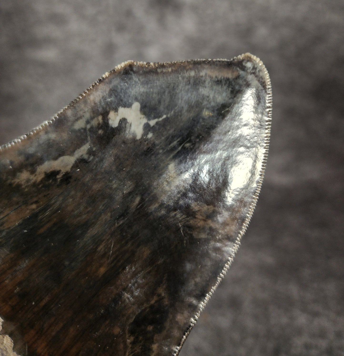 Close-up showcasing the sharp double tips of 4.97-inch Megalodon tooth, emphasizing natural preservation.