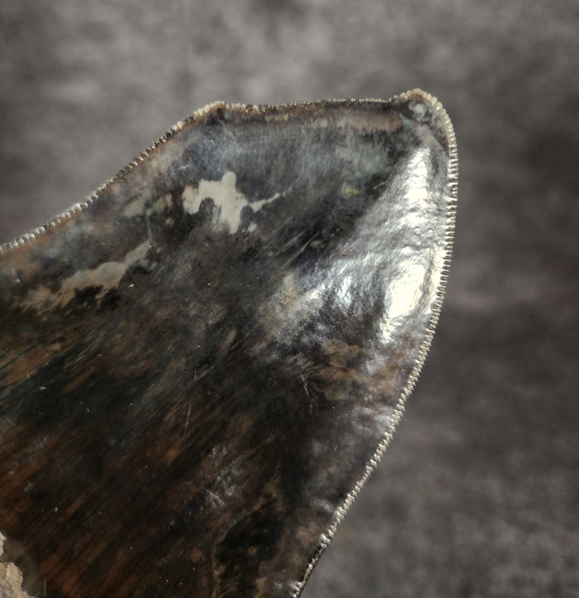 Close-up showcasing the sharp double tips of 4.97-inch Megalodon tooth, emphasizing natural preservation.
