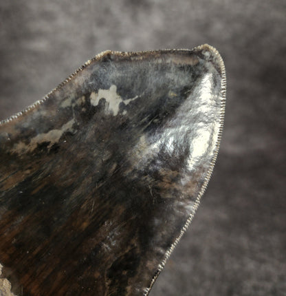 Close-up showcasing the sharp double tips of 4.97-inch Megalodon tooth, emphasizing natural preservation.