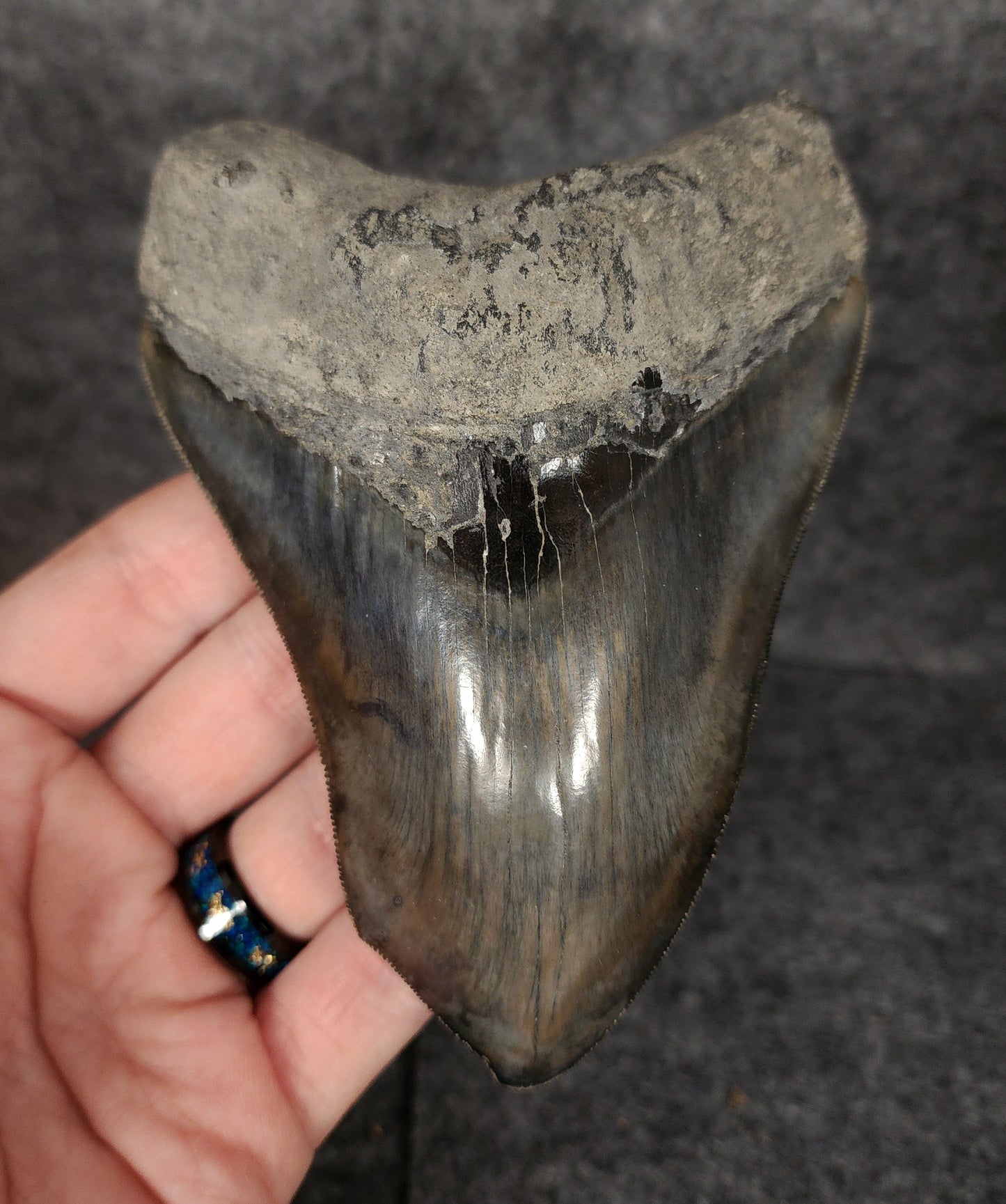 Front view of 4.97-inch pathological Megalodon tooth fossil from Indonesia, showcasing unique enamel patterns and robust root structure.
