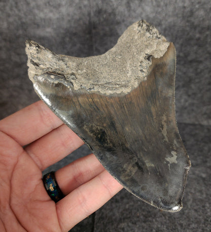Back left side profile of 4.97-inch Megalodon tooth from Indonesia, displaying curvature and enamel preservation.