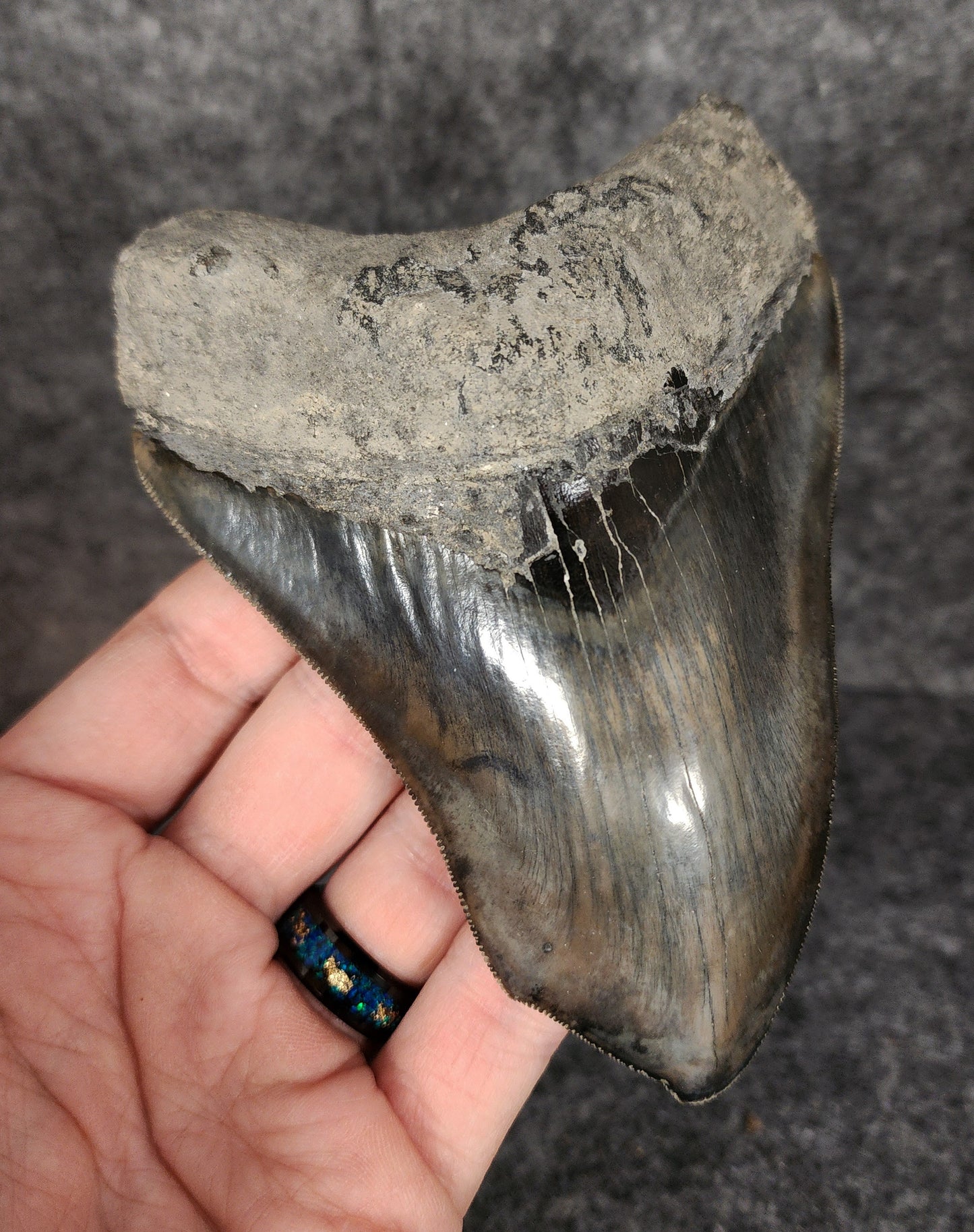 Left side profile of 4.97-inch Megalodon tooth from Indonesia, displaying curvature and enamel preservation.