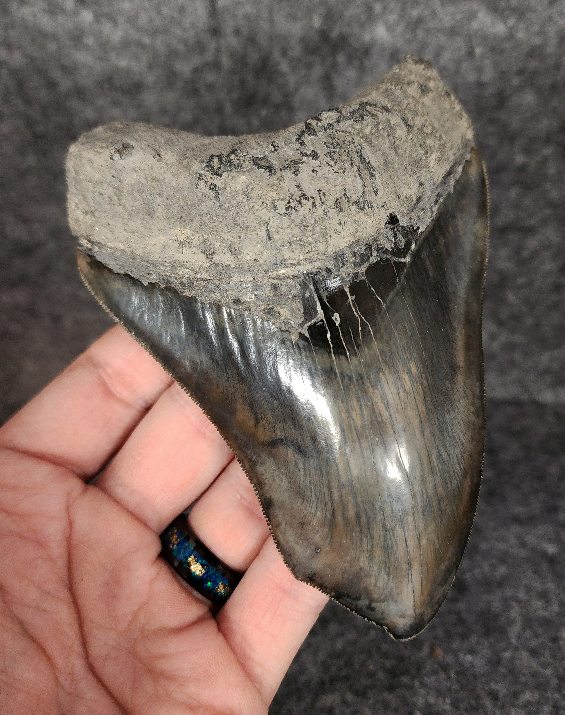 Left side profile of 4.97-inch Megalodon tooth from Indonesia, displaying curvature and enamel preservation.
