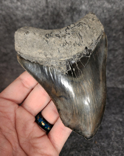 Left side profile of 4.97-inch Megalodon tooth from Indonesia, displaying curvature and enamel preservation.